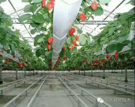 草莓育苗基質(zhì)